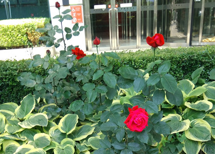 部分翻譯文件提交從大連轉(zhuǎn)移到沈陽(yáng)