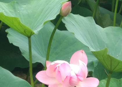 裹挾在時(shí)代洪流中的大連翻譯公司
